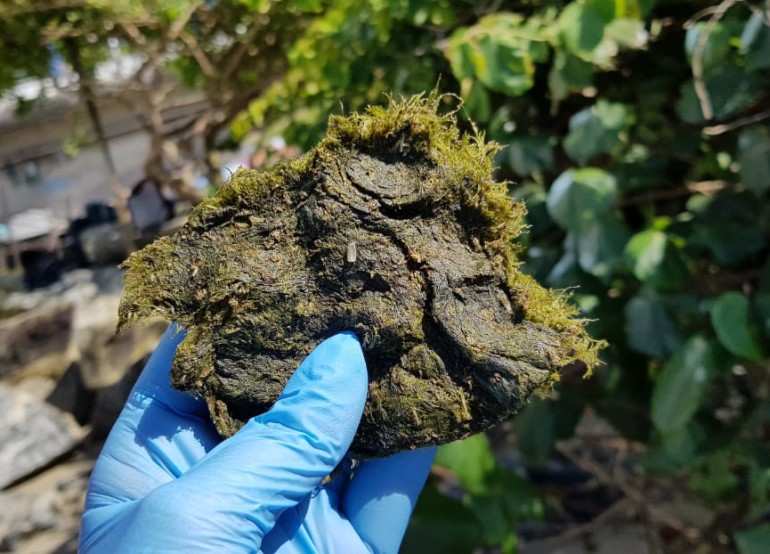 Análises preliminares comprovam que organismos encontrados na Praia Central são algas