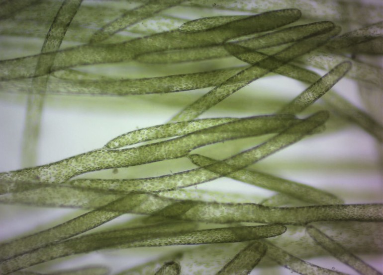 Organismos encontrados na Praia Central são algas verdes