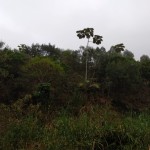 Vistoria Produtor de Água - 23.04.2019