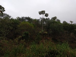 Vistoria Produtor de Água - 23.04.2019