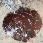 02-05-19 - Lacres de água na Barra - Bruna Bertoldo (31)