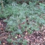 15-05-19 - Vistoria Produtor de Água Samuel Cardoso (6)