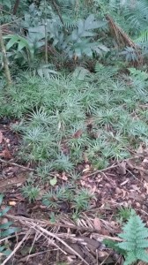 15-05-19 - Vistoria Produtor de Água Samuel Cardoso (6)