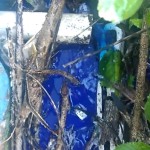 03-06-19- Lacre Rua Portugal - Divulgação EMASA