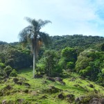 19-06-19- Nova adesão Produtor de Água - Arlindo Fronza