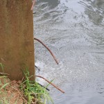 27-06-19- Início testes Nanobolhas - Renata Furlanetto e Ivan Rupp