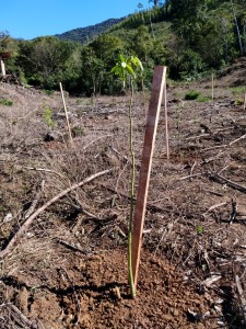 03-08-19- Plantio de Mudas